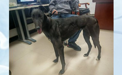 海豚妞 900219002829460