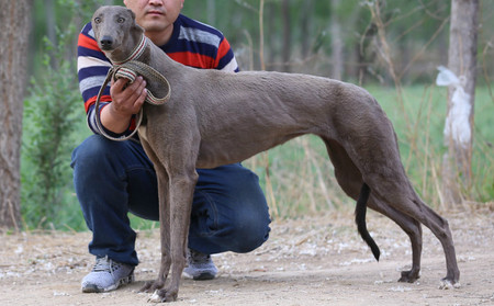 蛋白石种公犬图片欣赏图片