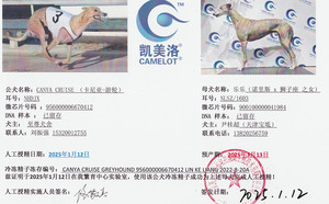 卡尼亚游轮X乐乐 900100000041984，NLSZ1603.jpg
