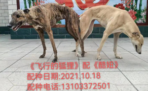 飞行的狐狸X酷妞 900155000037004，JXQY1780.jpg
