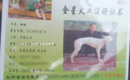 妞妞 900155000037019，JXQY1847D