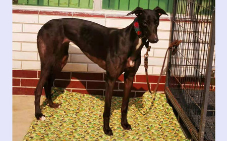 小女孩 900215004179582，H2006