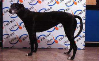 奇迹美女 Miracle Bella，941000015219245