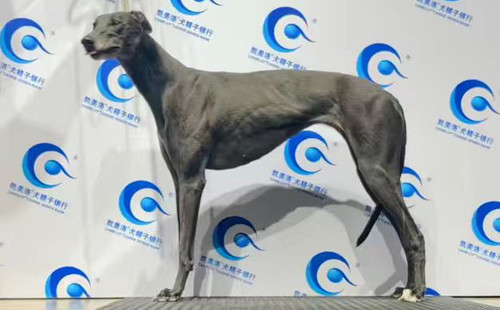 蓝鸟 900023069813061