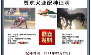 斗牛士X小黑哈利941000016715079.jpg