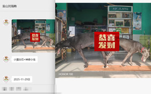 小蛋白石X神奇小鸟 900215000112366，NLAQ1612.jpg