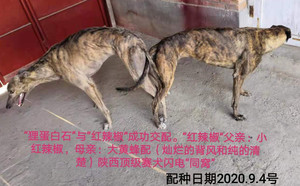 狸蛋白石X红辣椒900115000929428.jpg