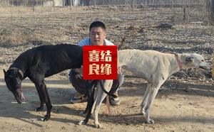 魔法枪X芒果 941000225080126.jpg