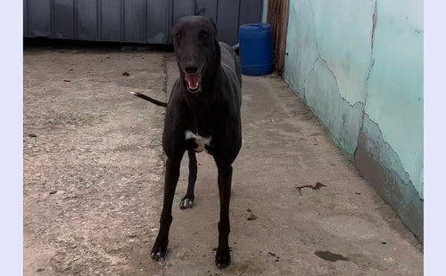 黑妮 900255001826684