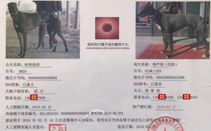 哈利保持X葫芦娃 900250000431998，NLHW1301.jpg