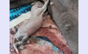 顶蜂X丽丽 900156999025322.jpg