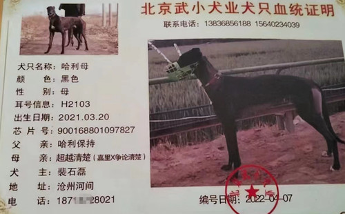 哈利母 900168801097827，H2103