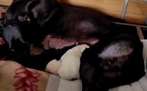 魔法蛋白石X留一朵 900219000721059，HJWCAWT.jpg