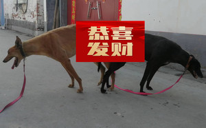 黄午夜X拉克兰戴尔儿 900250000765816，LKXS1810.jpg