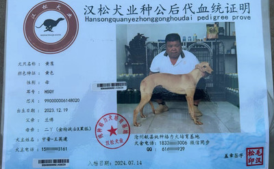 黄鹰 990000006148020