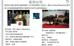 托尼X彼得罗尼 Kalden Petroni，956000001523031，649 WBA.jpg