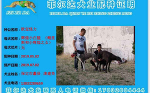欧宝怪力X辉煌小白腿NGXH717M，900115000929373.jpg
