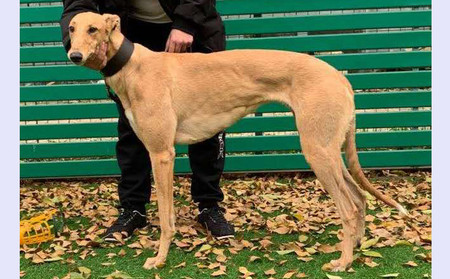 格力犬中英文血统查询