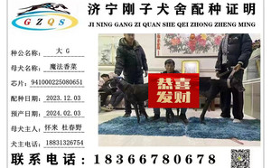 大GX魔法香菜 DBKC4，941000225080651.jpg