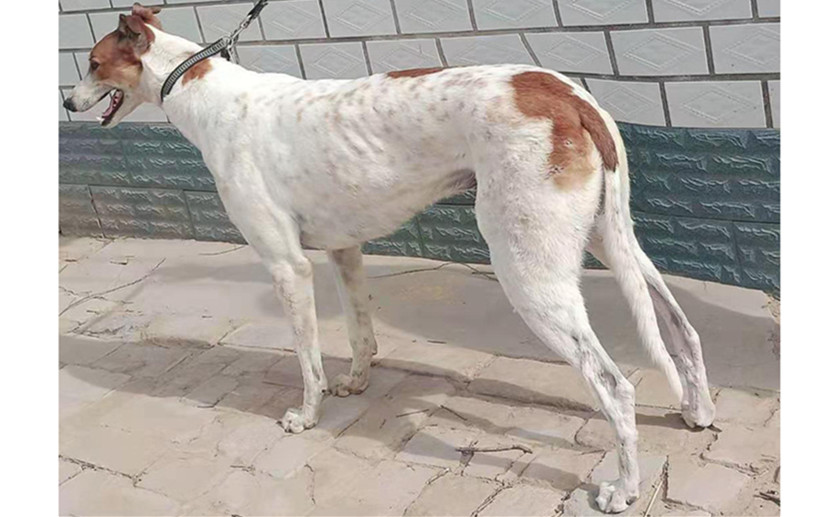 黄白花 900155000038300，小鲍里斯.jpg