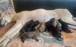 阿斯顿保罗X芒果 941000225080126.jpg