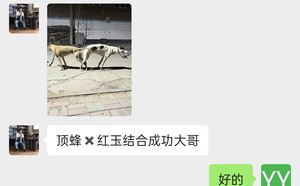 顶蜂X红玉 900252003133235.jpg