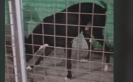 灰帕夫 941000225081800