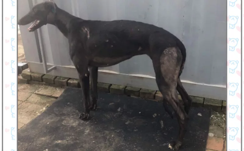 弹簧枪公主 j64b,156111110109074 - 格力犬yy--格力犬血统查询