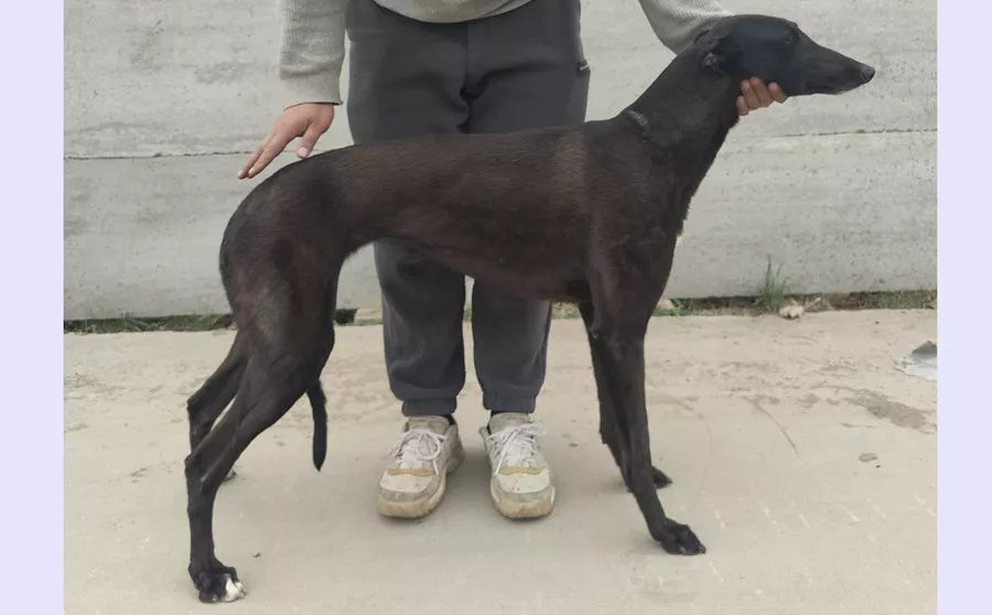 小天露 991001004369960 - 格力犬yy--格力犬血统查询