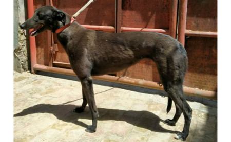 魔法香菜 DBKC4，941000225080651