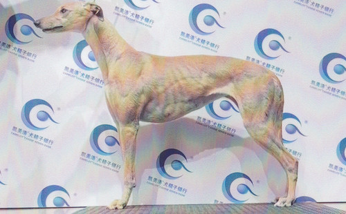 美国黄 900023069813072