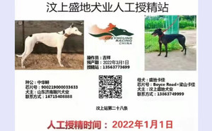 中华鲟X盛地卡佳 900215001894571.jpg