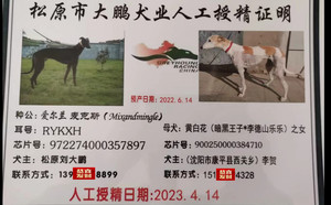 麦克斯X黄白花 900250000384710.jpg