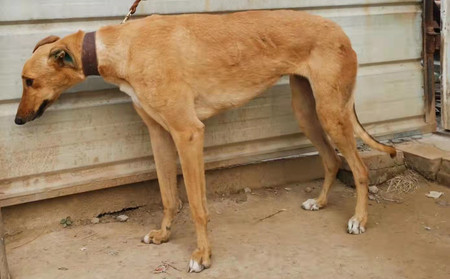 麦克 941000225080988，BLHT2