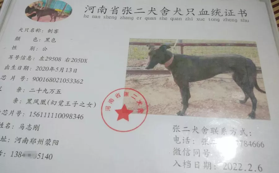 格力犬血统证书图片