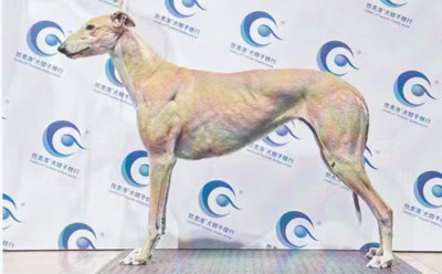 绵羊头 900168801066442