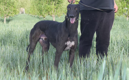 杜克 Clona Duke，977200009722303，MPIMH