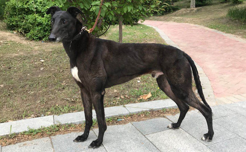 格力犬yy--格力犬中英文血统查询