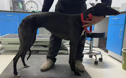 追风 156100009050616