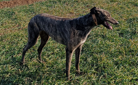 幺姬 900115001743379，NGXH820MA3