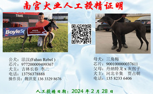 法汉X三角梅 CY290，900100000037611.jpg