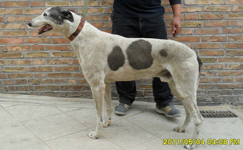 花五yy2714,又名黑头 - 格力犬yy--格力犬中英文血统查询