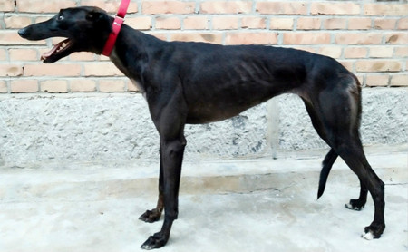 飞鱼旋律 ngxh 517b,900115000889329 - 格力犬yy--格力犬中英文血统