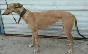 辉煌的蛋白石900111881005827