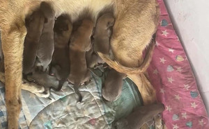 卡尼亚游轮X公主 941000225080619.jpg