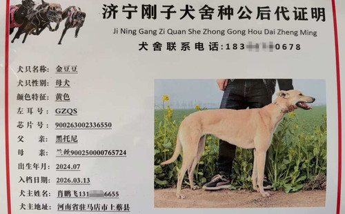 金豆豆 900263002336550