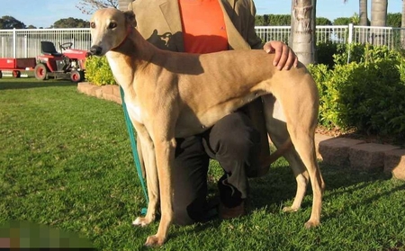 老脸红 Jaylo Blush，32A 6061