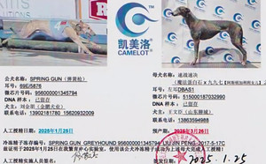 弹簧枪X速战速决 DBAS1，515000187032990.jpg