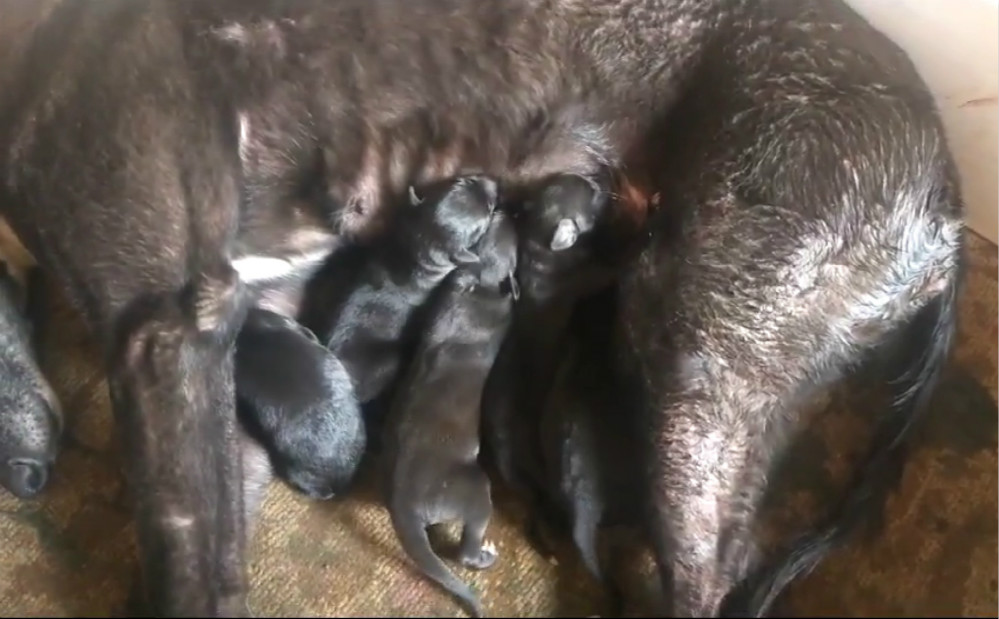 格力犬飞鱼图片