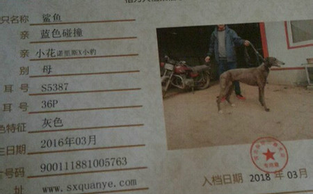 鲨鱼 900111881005763，S538736P